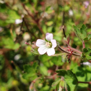 Photographie n°2386763 du taxon Geranium rotundifolium L.