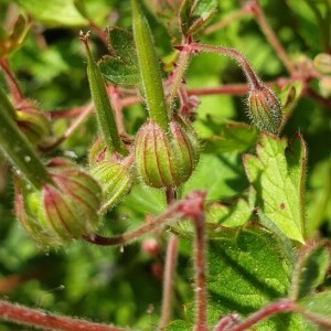 Photographie n°2386764 du taxon Geranium rotundifolium L.