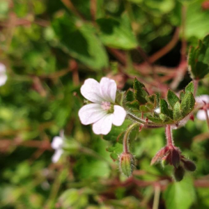 Photographie n°2386766 du taxon Geranium rotundifolium L.