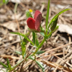 Photographie n°2386771 du taxon Lathyrus cicera L. [1753]