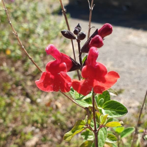 Photographie n°2386773 du taxon Salvia microphylla Kunth [1818]