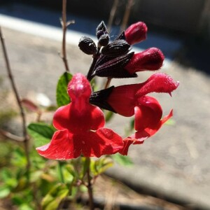 Photographie n°2386775 du taxon Salvia microphylla Kunth [1818]