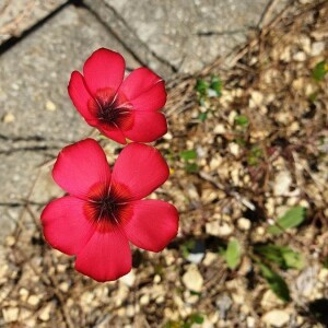 Photographie n°2386778 du taxon Linum grandiflorum Desf. [1798]