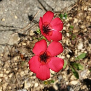 Photographie n°2386783 du taxon Linum grandiflorum Desf. [1798]