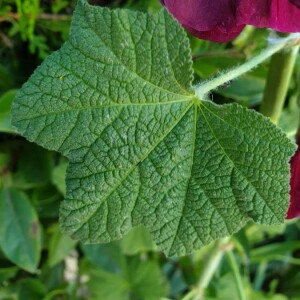 Photographie n°2386811 du taxon Alcea rosea L. [1753]