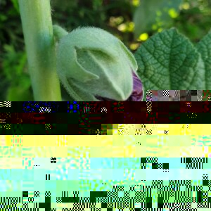 Photographie n°2386815 du taxon Alcea rosea L.