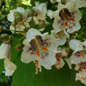 Photographie n°2386832 du taxon Catalpa bignonioides Walter [1788]