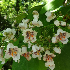 Photographie n°2386833 du taxon Catalpa bignonioides Walter [1788]