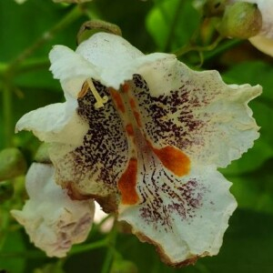 Photographie n°2386834 du taxon Catalpa bignonioides Walter [1788]