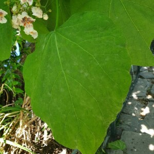 Photographie n°2386835 du taxon Catalpa bignonioides Walter [1788]