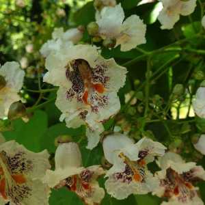 Photographie n°2386836 du taxon Catalpa bignonioides Walter [1788]