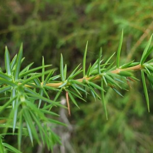Photographie n°2386848 du taxon Juniperus communis L. [1753]