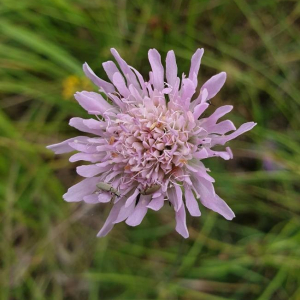 Photographie n°2386852 du taxon Knautia arvensis (L.) Coult. [1828]