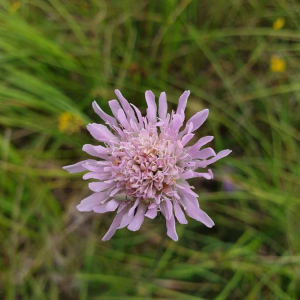 Photographie n°2386853 du taxon Knautia arvensis (L.) Coult. [1828]