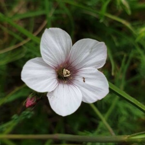 Photographie n°2386869 du taxon Linum tenuifolium L. [1753]