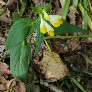 Photographie n°2386914 du taxon Melampyrum pratense L. [1753]