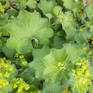 Photographie n°2386929 du taxon Alchemilla mollis (Buser) Rothm. [1934]