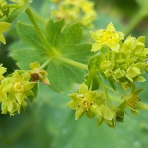 Photographie n°2386930 du taxon Alchemilla mollis (Buser) Rothm. [1934]