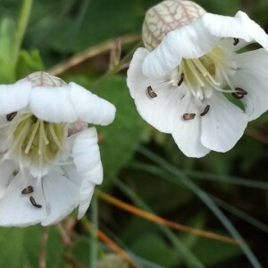 Photographie n°2386936 du taxon Silene uniflora Roth [1794]