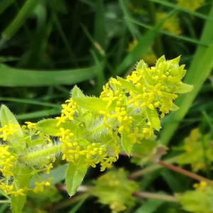 Photographie n°2386953 du taxon Cruciata laevipes Opiz [1852]