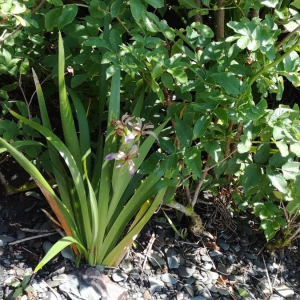 Photographie n°2386993 du taxon Iris foetidissima L. [1753]