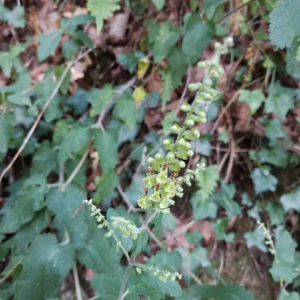 Photographie n°2387084 du taxon Teucrium scorodonia L. [1753]