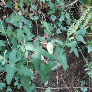 Photographie n°2387085 du taxon Teucrium scorodonia L. [1753]