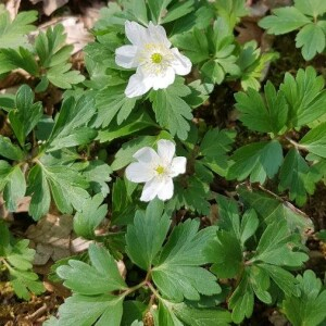 Photographie n°2387175 du taxon Anemone nemorosa L. [1753]