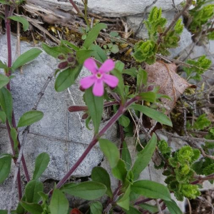 Photographie n°2387176 du taxon Saponaria ocymoides L. [1753]