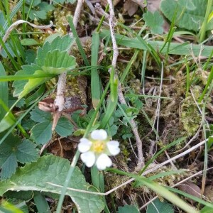 Photographie n°2387181 du taxon Potentilla sterilis (L.) Garcke [1856]