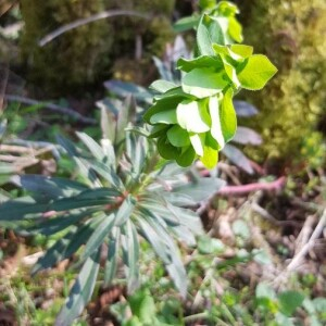 Photographie n°2387182 du taxon Euphorbia amygdaloides L. [1753]