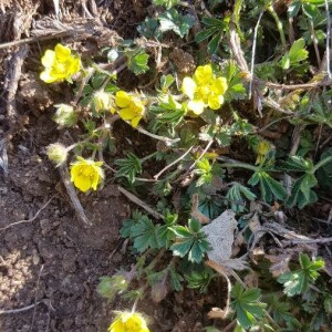 Photographie n°2387183 du taxon Potentilla tabernaemontani Asch. [1891]