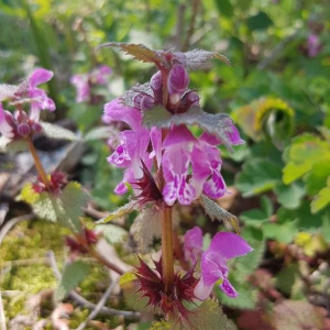 Photographie n°2387185 du taxon Lamium maculatum (L.) L. [1763]