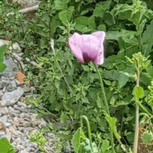 Photographie n°2387204 du taxon Papaver somniferum L. [1753]