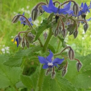 Photographie n°2387205 du taxon Borago officinalis L. [1753]