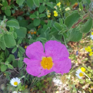 Photographie n°2387217 du taxon Cistus albidus L. [1753]