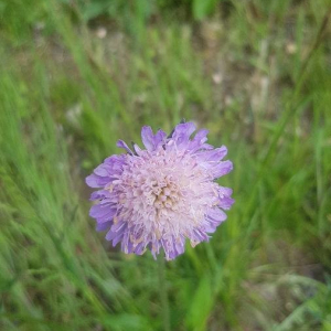 Photographie n°2387256 du taxon Knautia arvensis (L.) Coult. [1828]