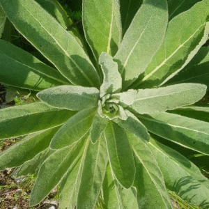 Photographie n°2387259 du taxon Verbascum thapsus L. [1753]