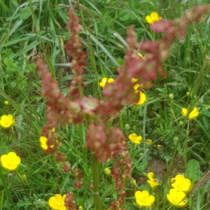 Photographie n°2387277 du taxon Rumex acetosella L. [1753]
