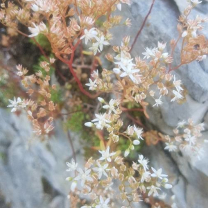 Photographie n°2387308 du taxon Sedum album L. [1753]