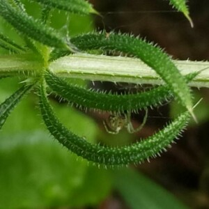 Photographie n°2387360 du taxon Galium aparine L.