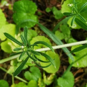 Photographie n°2387361 du taxon Galium aparine L.