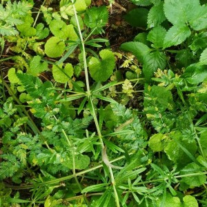 Photographie n°2387362 du taxon Galium aparine L.