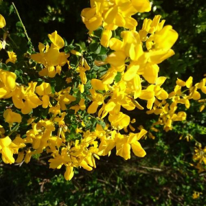 Photographie n°2387381 du taxon Cytisus scoparius (L.) Link [1822]