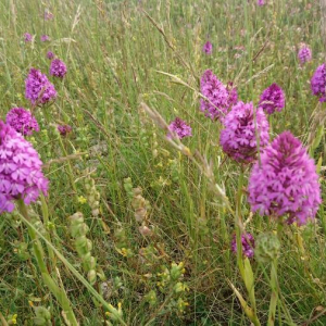 Photographie n°2387389 du taxon Anacamptis pyramidalis (L.) Rich. [1817]