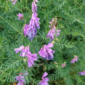 Photographie n°2387390 du taxon Vicia tenuifolia Roth [1788]