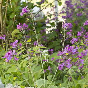 Photographie n°2387402 du taxon Lunaria annua f. annua