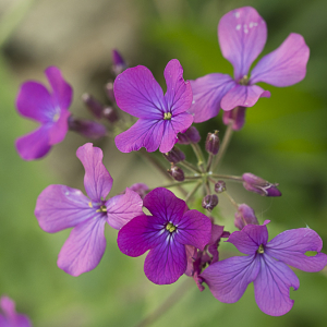 Photographie n°2387403 du taxon Lunaria annua f. annua