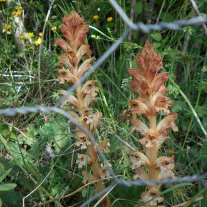 Photographie n°2387405 du taxon Neottia nidus-avis (L.) Rich. [1817]