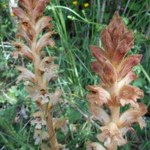 Photographie n°2387406 du taxon Neottia nidus-avis (L.) Rich. [1817]